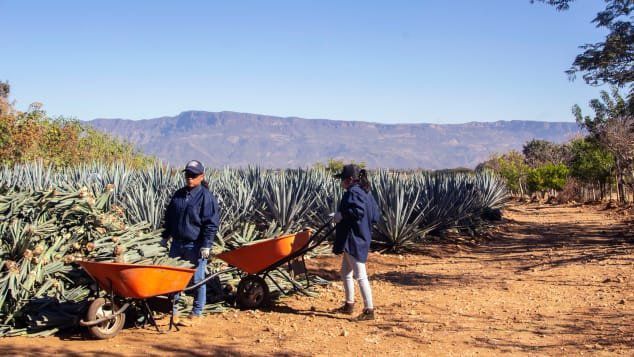 Agave farm